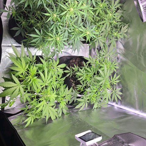 Gorilla Skittlez,- Pineaple Express growlog timeline photo