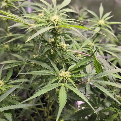 Gorilla Skittlez,- Pineaple Express growlog timeline photo