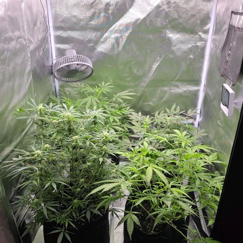 Gorilla Skittlez,- Pineaple Express growlog timeline photo