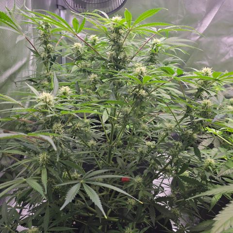 Gorilla Skittlez,- Pineaple Express growlog timeline photo