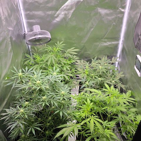 Gorilla Skittlez,- Pineaple Express growlog timeline photo