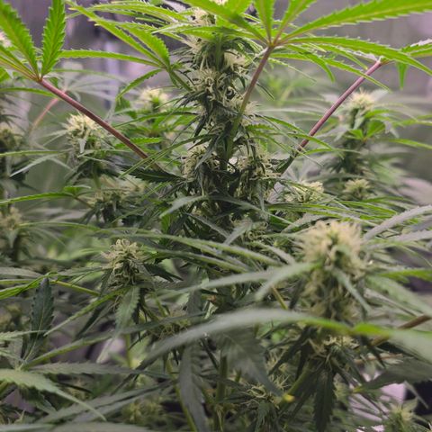 Gorilla Skittlez,- Pineaple Express growlog timeline photo