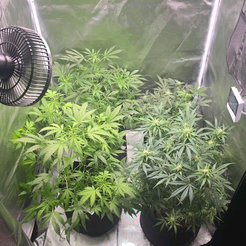 Gorilla Skittlez,- Pineaple Express growlog timeline photo
