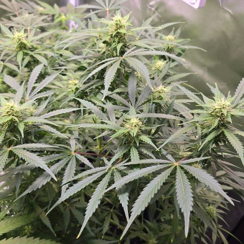 Gorilla Skittlez,- Pineaple Express growlog timeline photo