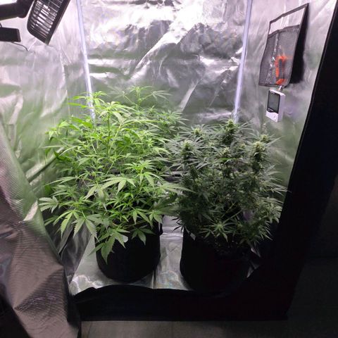 Gorilla Skittlez,- Pineaple Express growlog timeline photo