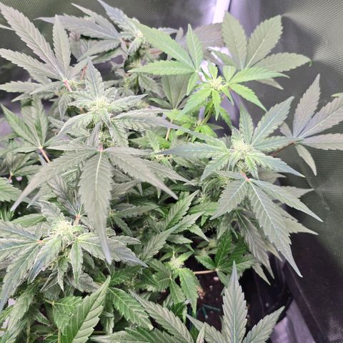 Gorilla Skittlez,- Pineaple Express growlog timeline photo