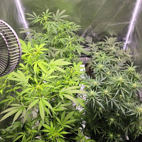 Gorilla Skittlez,- Pineaple Express growlog timeline photo