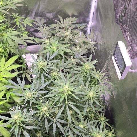 Gorilla Skittlez,- Pineaple Express growlog timeline photo