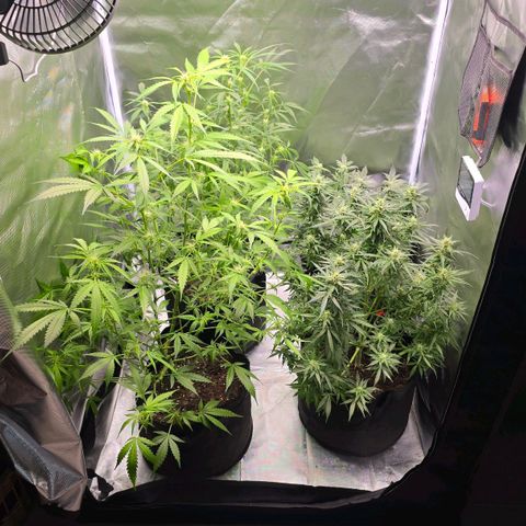 Gorilla Skittlez,- Pineaple Express growlog timeline photo