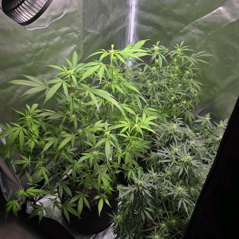 Gorilla Skittlez,- Pineaple Express growlog timeline photo