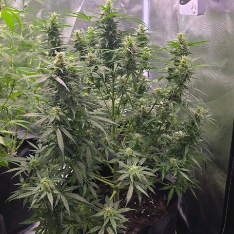 Gorilla Skittlez,- Pineaple Express growlog timeline photo