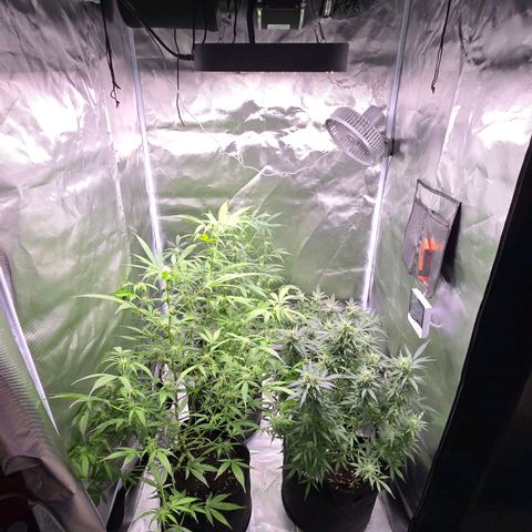 Gorilla Skittlez,- Pineaple Express growlog timeline photo