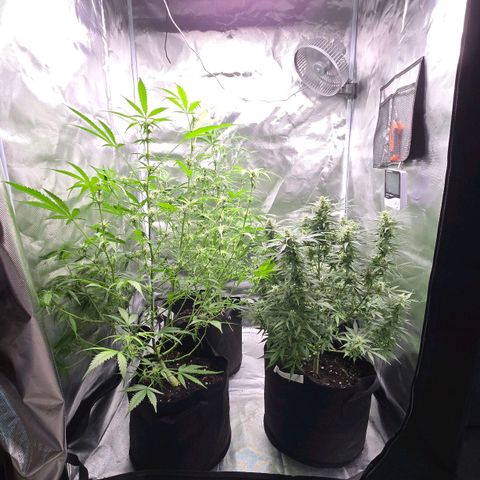 Gorilla Skittlez,- Pineaple Express growlog timeline photo