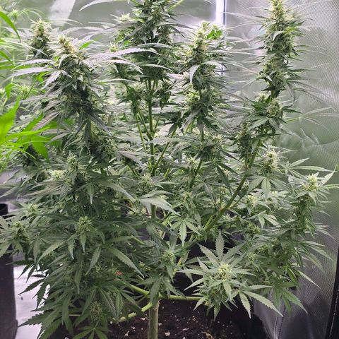 Gorilla Skittlez,- Pineaple Express growlog timeline photo