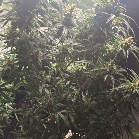 Gorilla Skittlez,- Pineaple Express growlog timeline photo