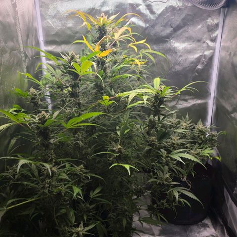 Gorilla Skittlez,- Pineaple Express growlog timeline photo