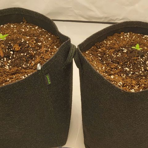 Banana Purple Punch Automatic growlog timeline photo