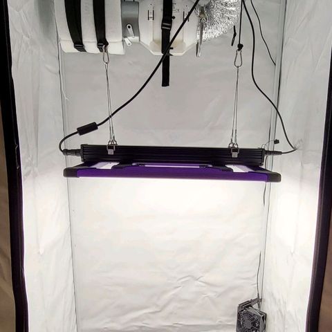 Banana Purple Punch Automatic growlog timeline photo