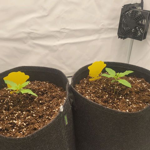 Banana Purple Punch Automatic growlog timeline photo