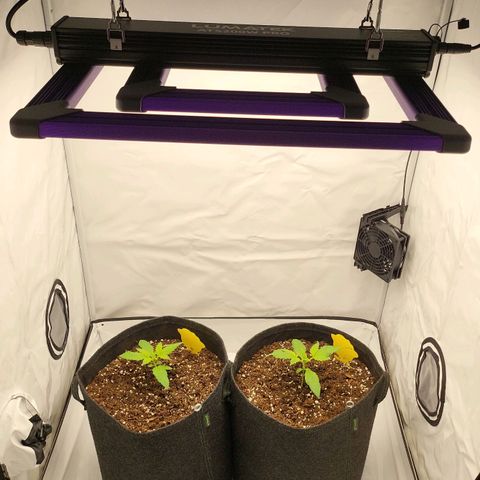 Banana Purple Punch Automatic growlog timeline photo