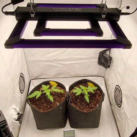 Banana Purple Punch Automatic growlog timeline photo