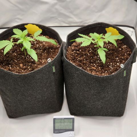 Banana Purple Punch Automatic growlog timeline photo