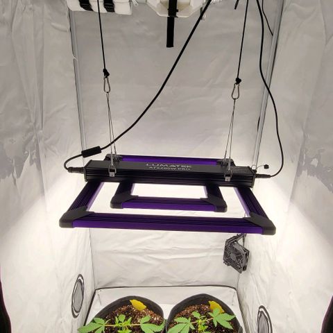 Banana Purple Punch Automatic growlog timeline photo