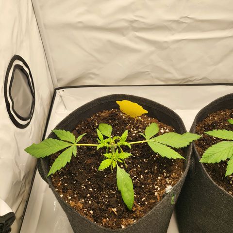 Banana Purple Punch Automatic growlog timeline photo