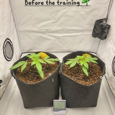 Banana Purple Punch Automatic growlog timeline photo