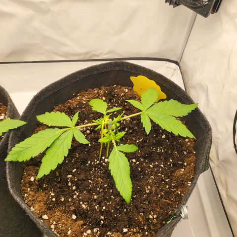 Banana Purple Punch Automatic growlog timeline photo