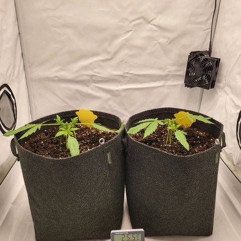 Banana Purple Punch Automatic growlog timeline photo
