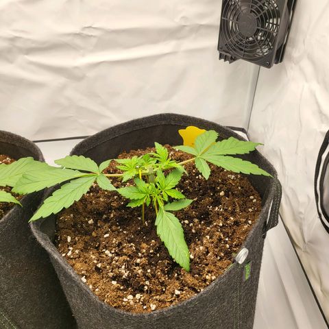 Banana Purple Punch Automatic growlog timeline photo