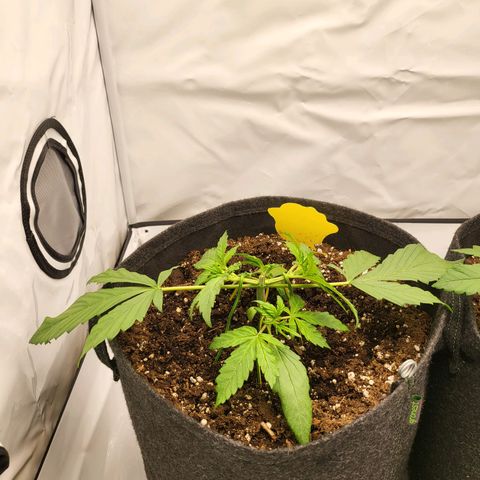 Banana Purple Punch Automatic growlog timeline photo