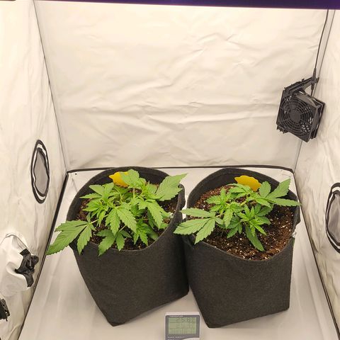 Banana Purple Punch Automatic growlog timeline photo