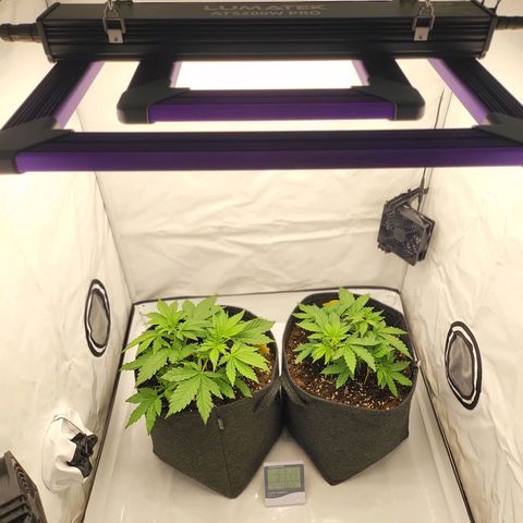 Banana Purple Punch Automatic growlog timeline photo