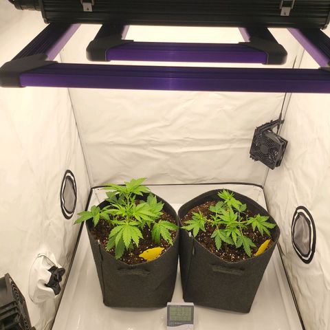 Banana Purple Punch Automatic growlog timeline photo