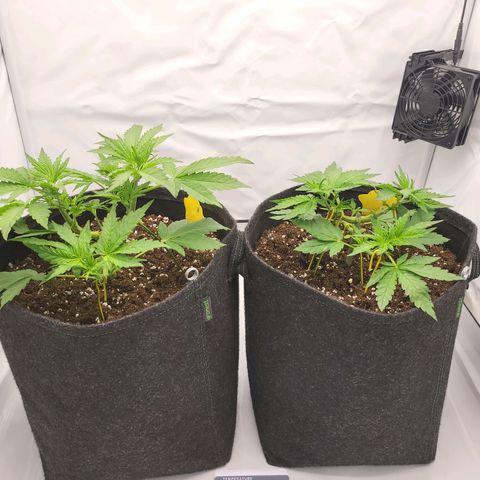Banana Purple Punch Automatic growlog timeline photo
