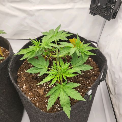 Banana Purple Punch Automatic growlog timeline photo