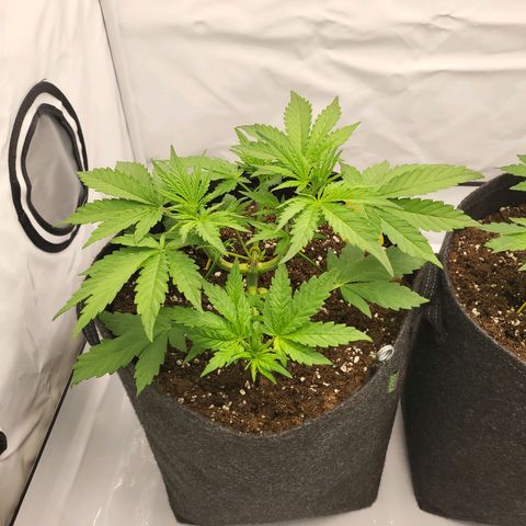 Banana Purple Punch Automatic growlog timeline photo