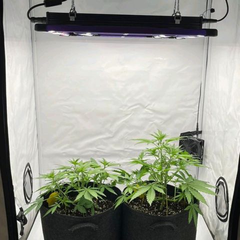 Banana Purple Punch Automatic growlog timeline photo