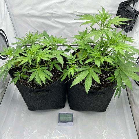 Banana Purple Punch Automatic growlog timeline photo