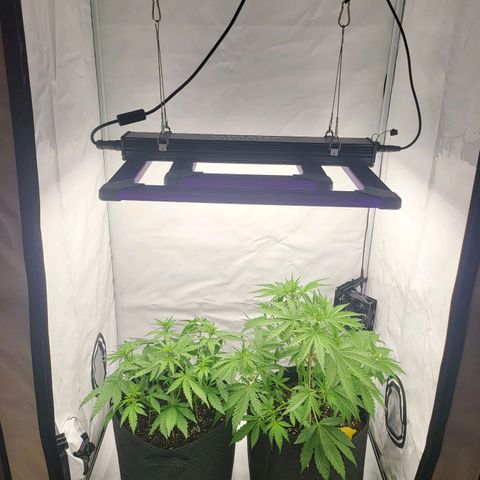 Banana Purple Punch Automatic growlog timeline photo