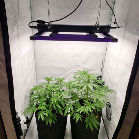 Banana Purple Punch Automatic growlog timeline photo