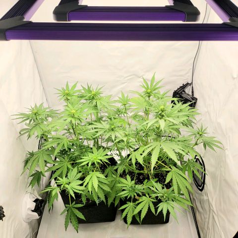 Banana Purple Punch Automatic growlog timeline photo
