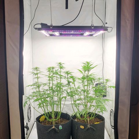 Banana Purple Punch Automatic growlog timeline photo