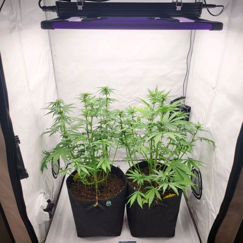 Banana Purple Punch Automatic growlog timeline photo
