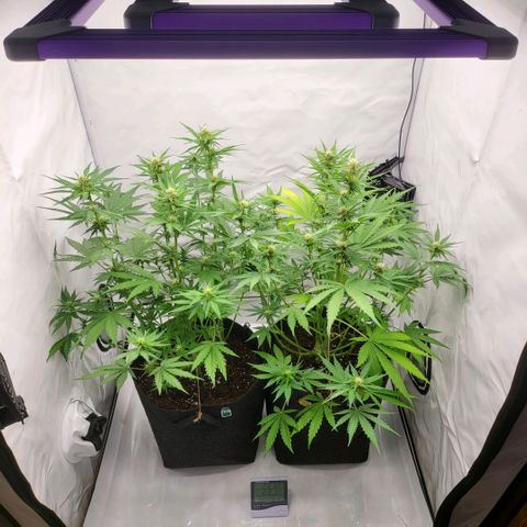 Banana Purple Punch Automatic growlog timeline photo