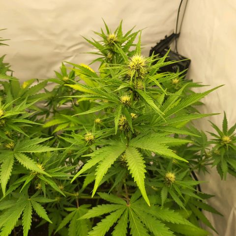 Banana Purple Punch Automatic growlog timeline photo