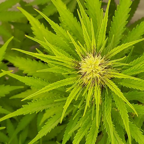 Banana Purple Punch Automatic growlog timeline photo