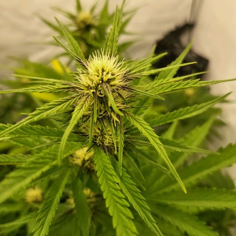 Banana Purple Punch Automatic growlog timeline photo